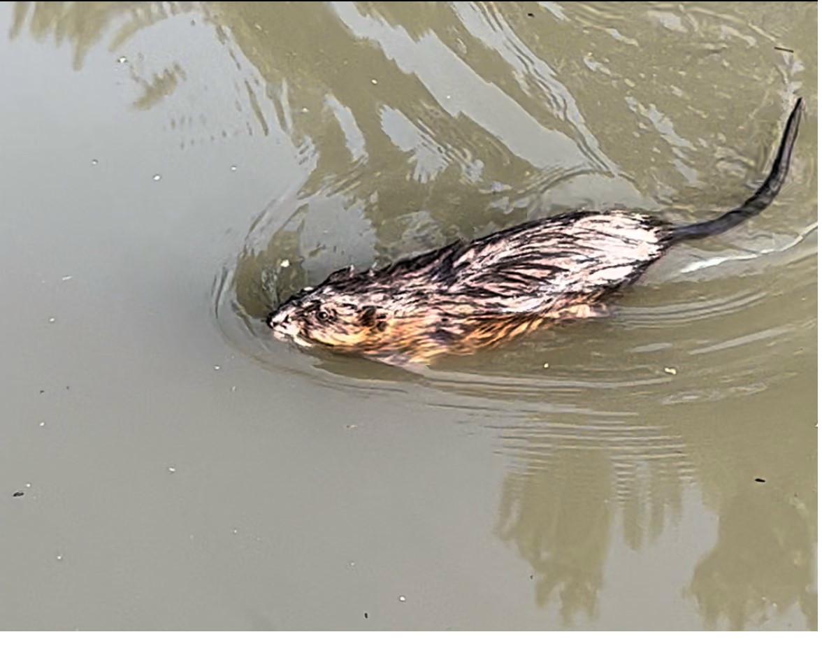 Muskrat spotted along the Vermilion River near Pontiac, Illinois